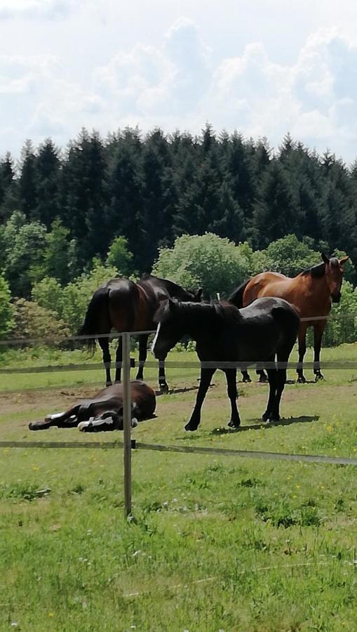 Chambre D'Hote Equestre Au Petit Bonheur Chateldon ภายนอก รูปภาพ
